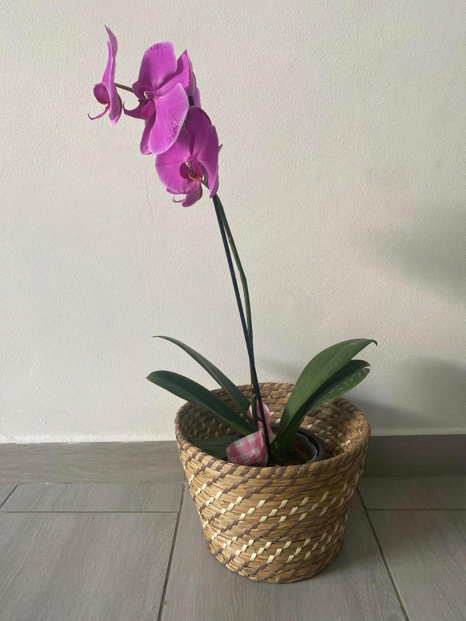 סן-פייר Villa Mya Location מראה חיצוני תמונה